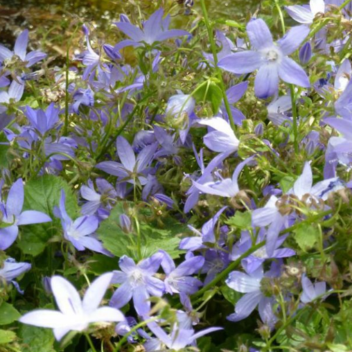 Kruipklokje paarsblauw - campanula